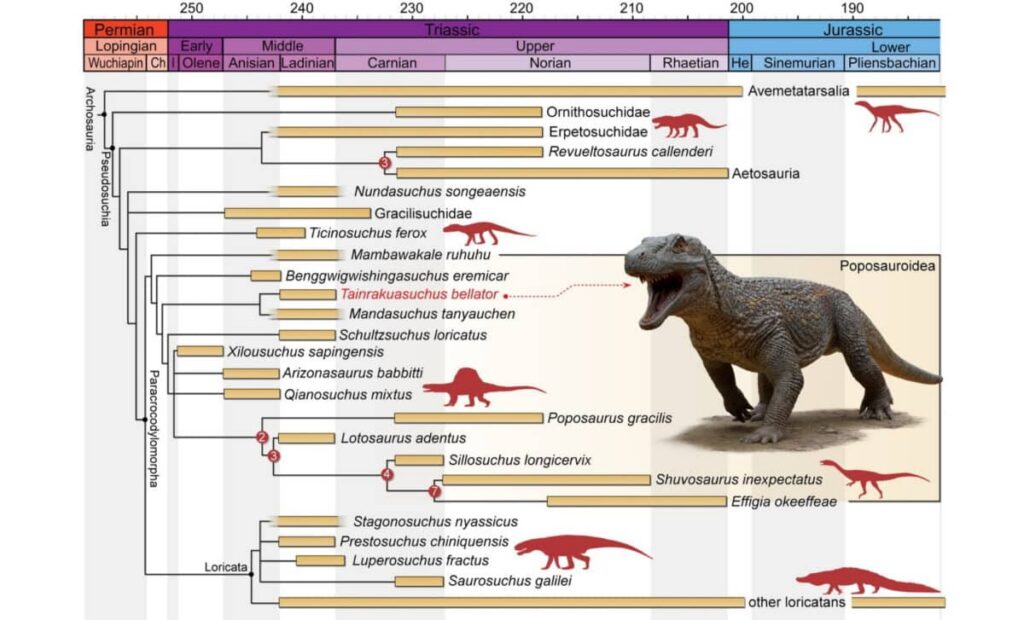 Árbol filogenético reducido y calibrado en el tiempo (análisis de ponderación equitativa) que representa la posición filogenética de Tainrakuasuchus bellator – © Caio Fantini