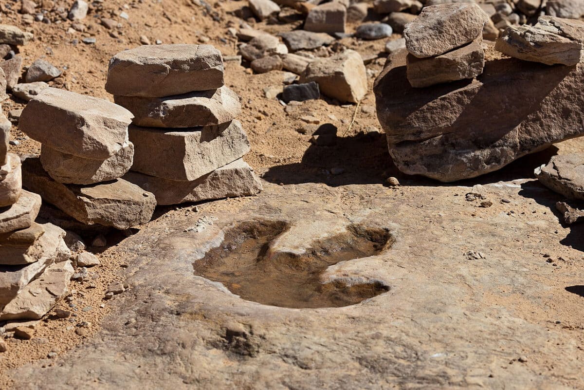 Descubierto en mayor yacimiento de huellas de dinosaurios en Bolivia