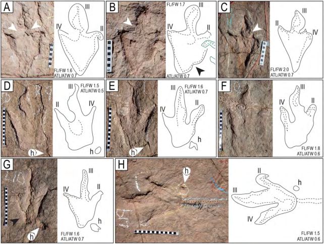 Algunas de las huellas de terópodos encontradas en el yacimiento. (Esperante et al., PLOS One, 2025)