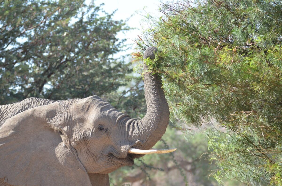 La importancia de la sal: los animales en África se pelean por ella con los humanos
