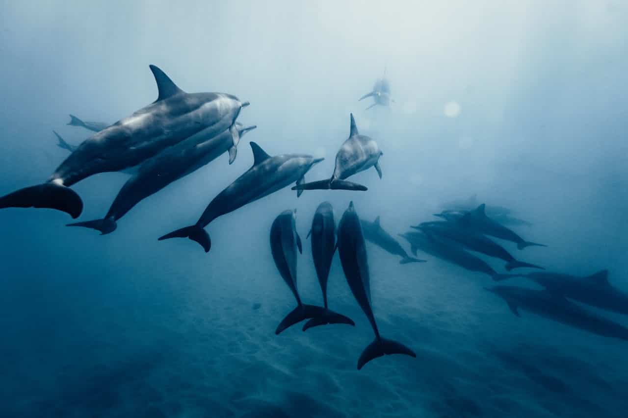 Inesperado: orcas y delfines cooperan para cazar salmón