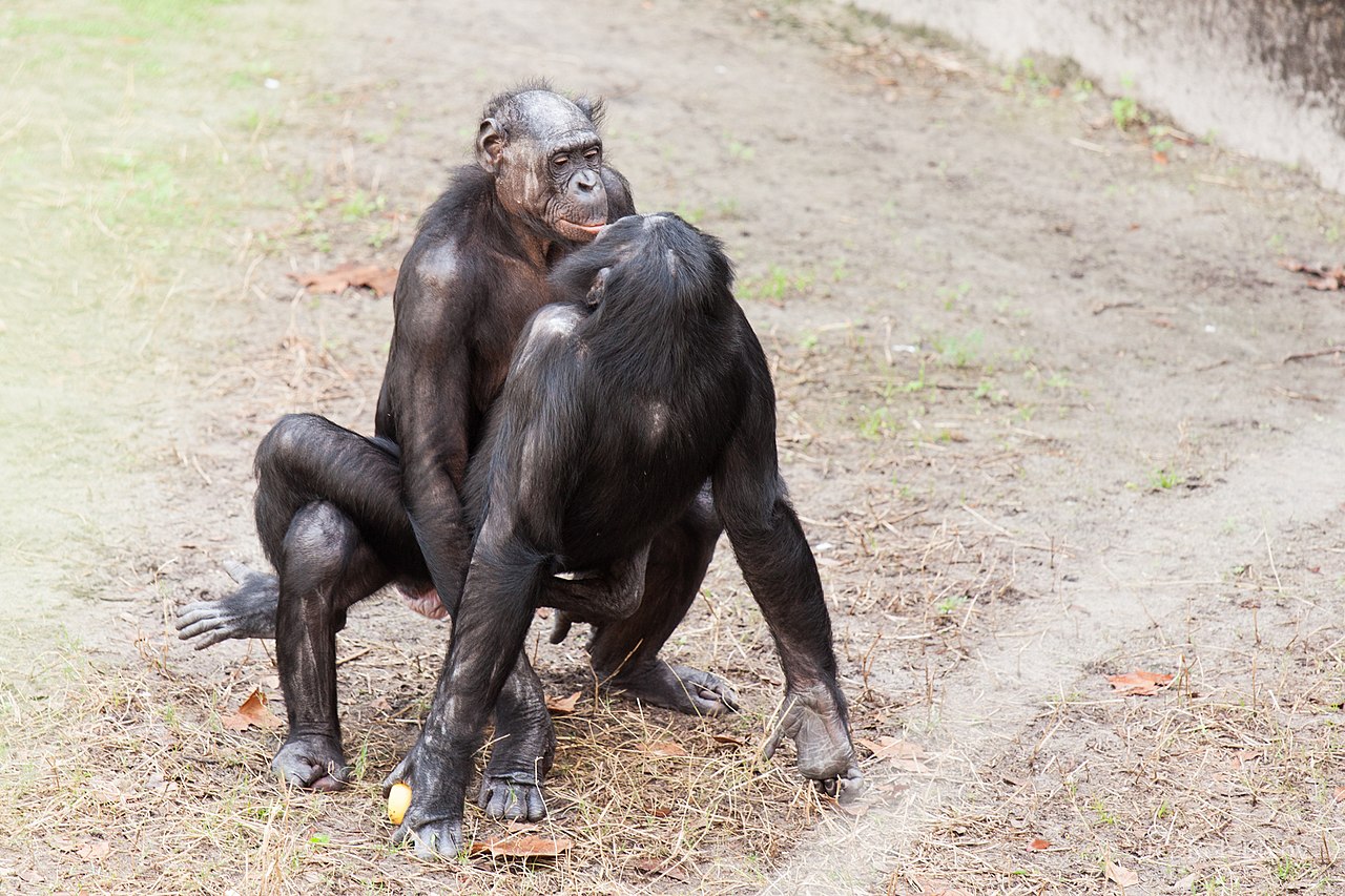 Comportamiento homosexual en animales: habitual en 59 especies de primates