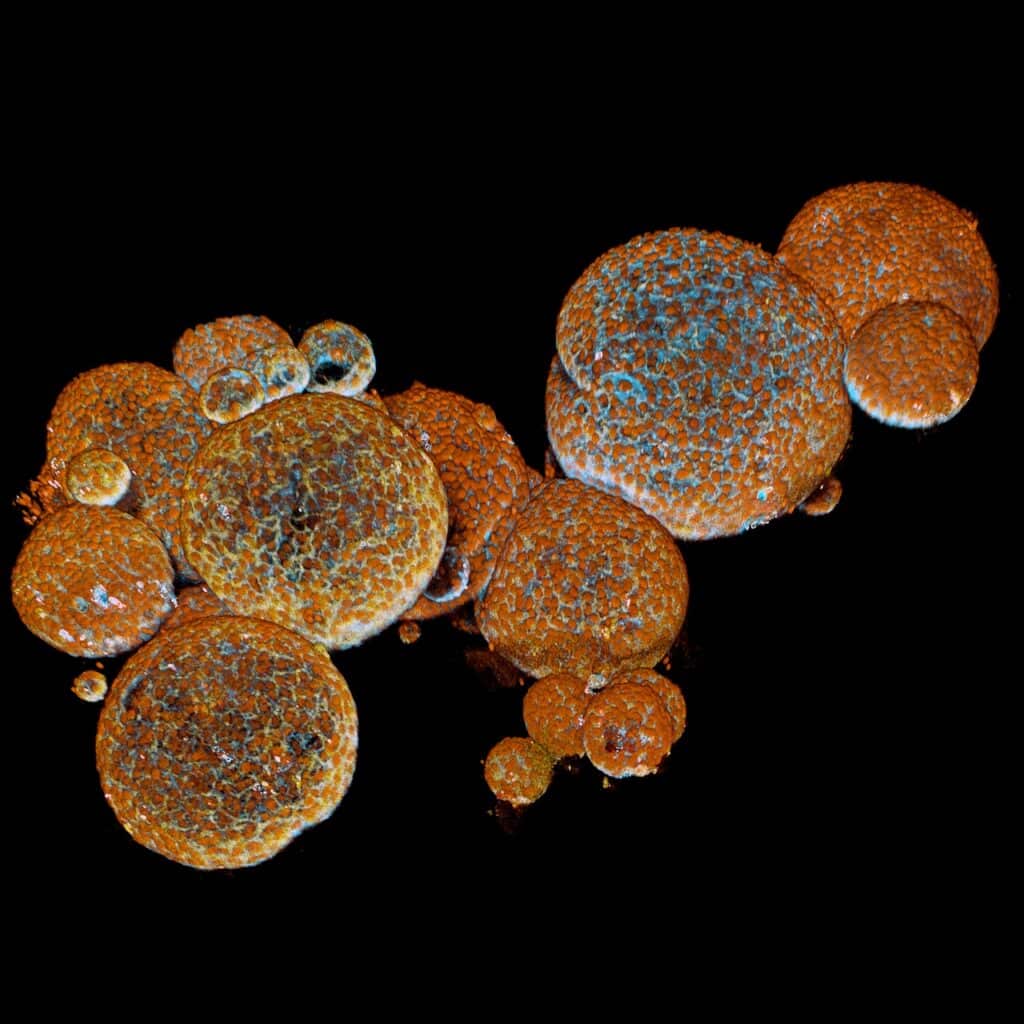 Organoide de glándula de veneno de serpiente