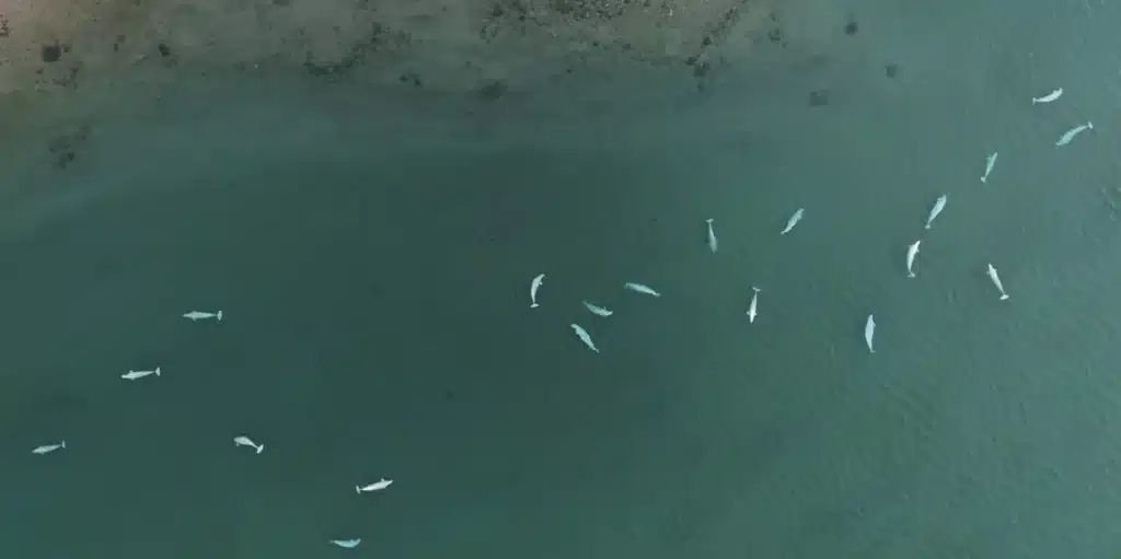 ballenas belugas FAU / DFO