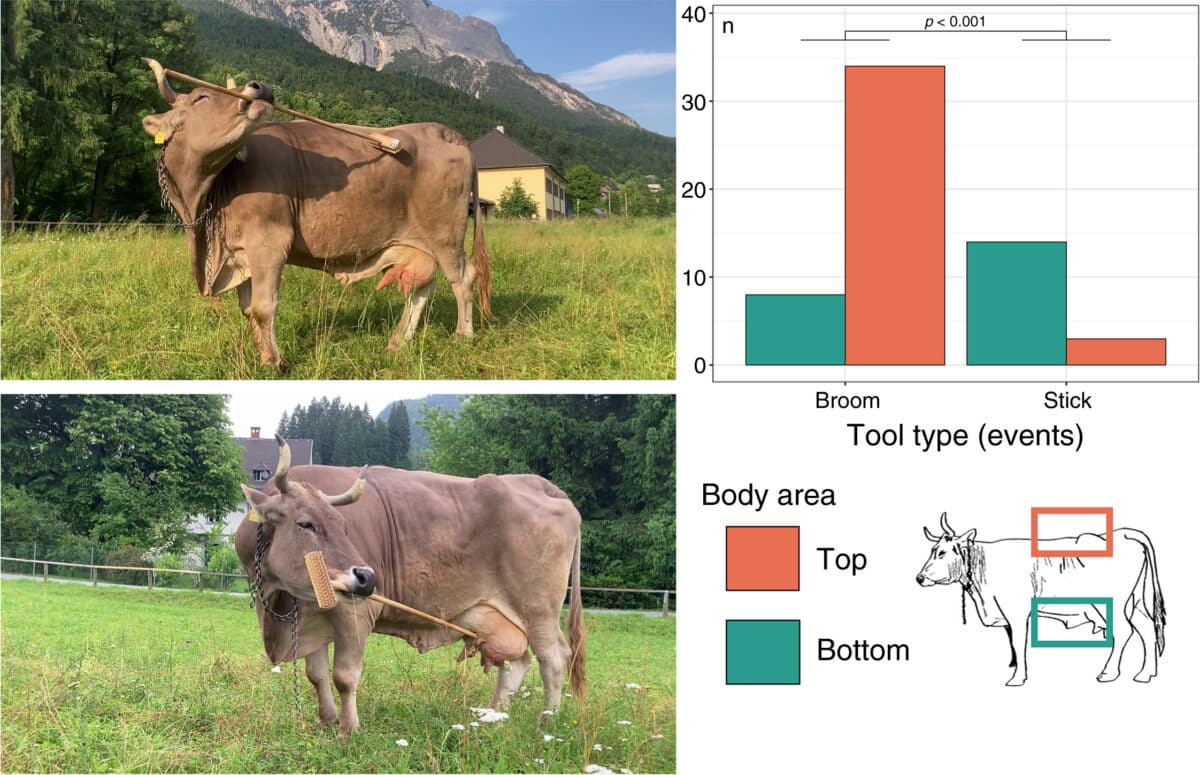 Las vacas son inteligentes: este comportamiento inusual lo demuestra
