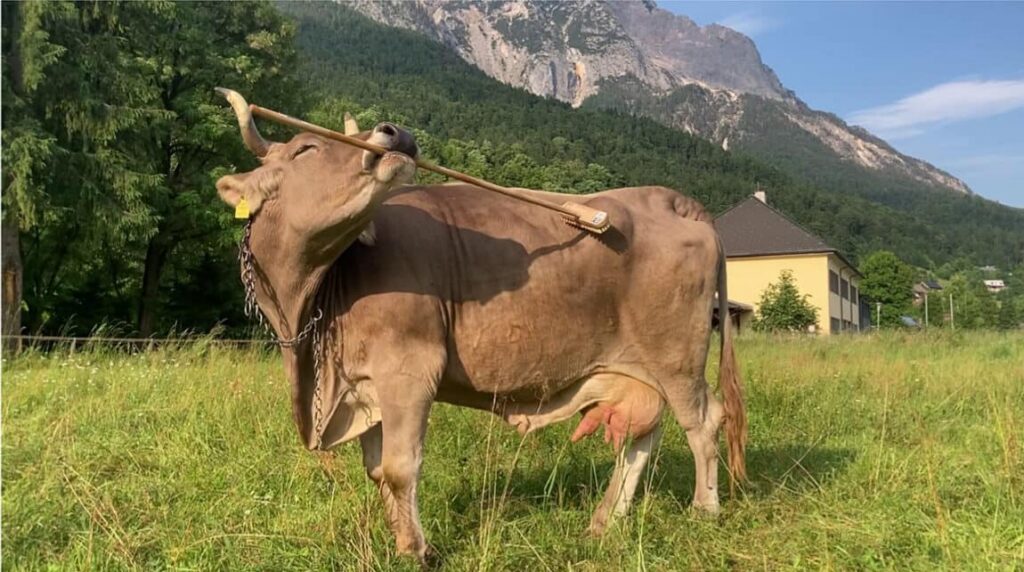 Las vacas son inteligentes: este comportamiento inusual lo demuestra 1 Las vacas son inteligentes