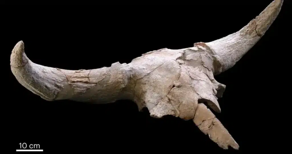 Los neandertales eran más inteligentes de lo esperado: ¿por qué acumularon cráneos con cuernos en una cueva de Madrid durante generaciones? 1 En el interior de la cueva se encontraron cráneos de bisontes, uros y rinocerontes. Crédito de la imagen: Baquedano et al., Nature Human Behaviour 2023 (CC BY 4.0)