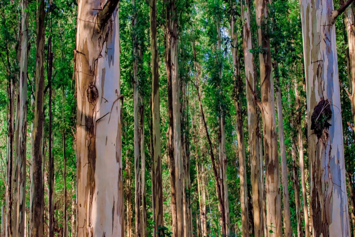Los árboles de rápido crecimiento perjudican los bosques del futuro