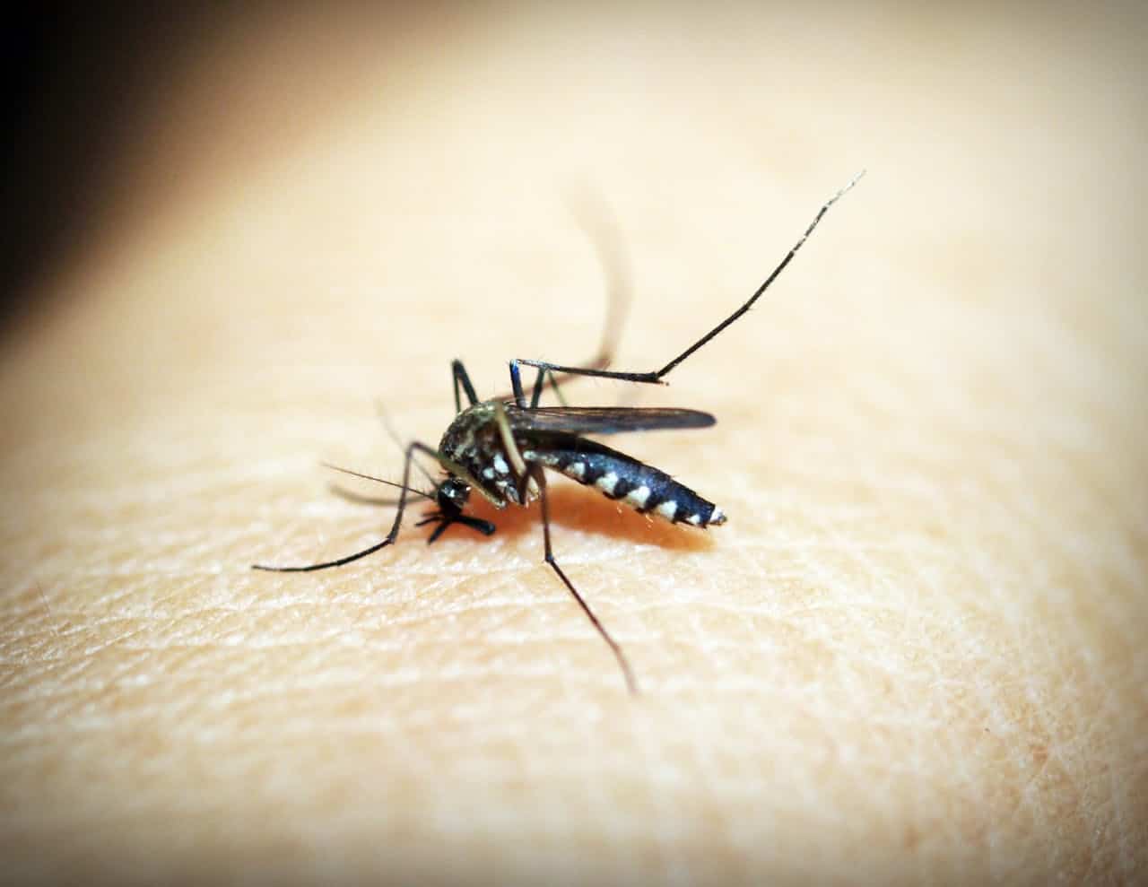 El próximo verano será peor: los mosquitos cada vez tienen más sed de sangre humana