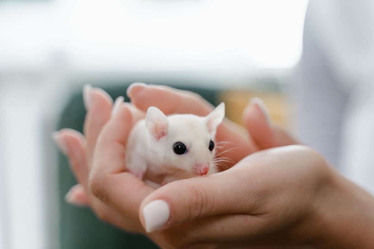 Bacterias humanas en el intestino de ratones: la conexión entre el cerebro, la microbiota intestinal y el autismo, TDAH y esquizofrenia