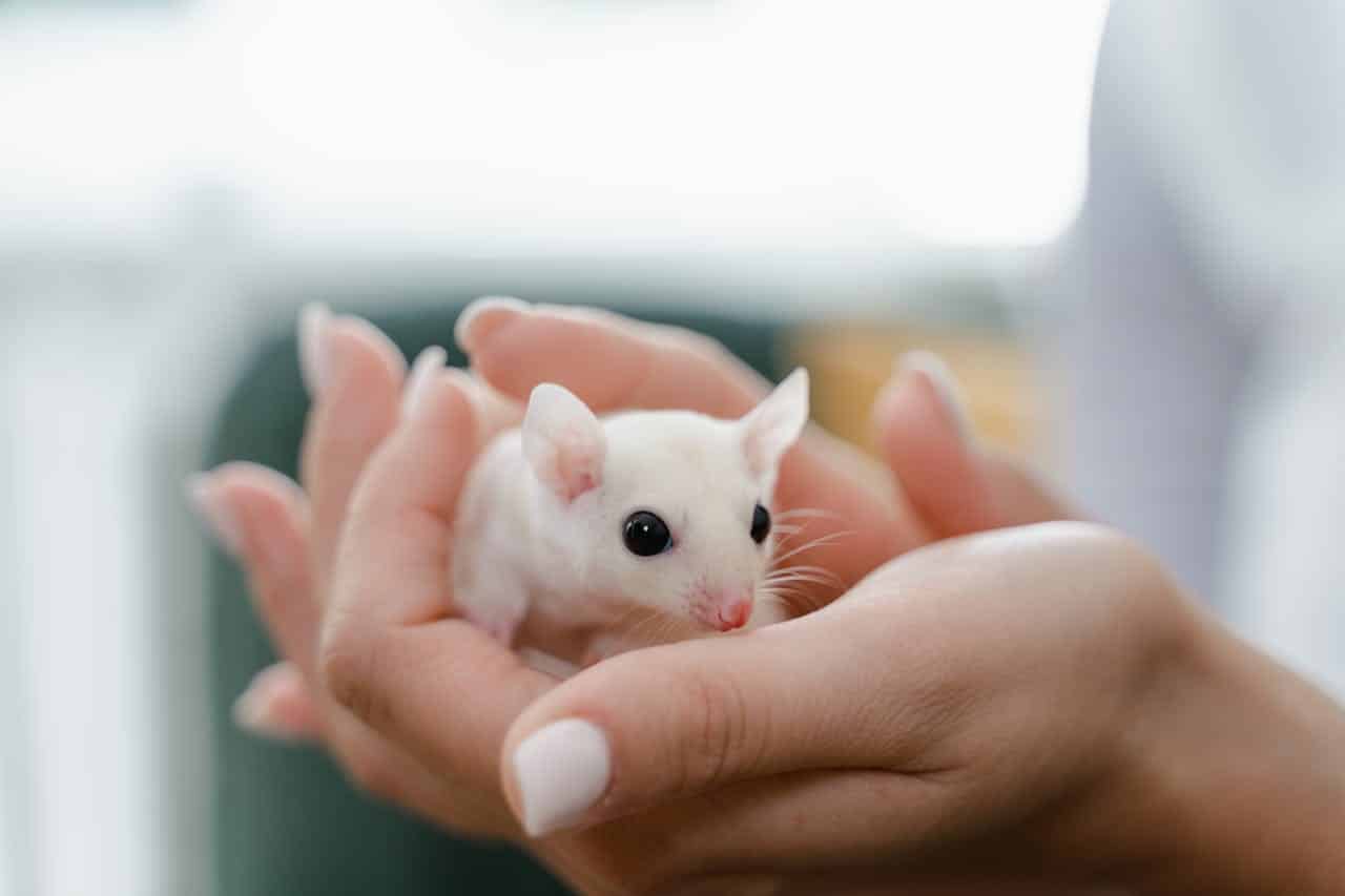 Bacterias humanas en el intestino de ratones: la conexión entre el cerebro, la microbiota intestinal y el autismo, TDAH y esquizofrenia