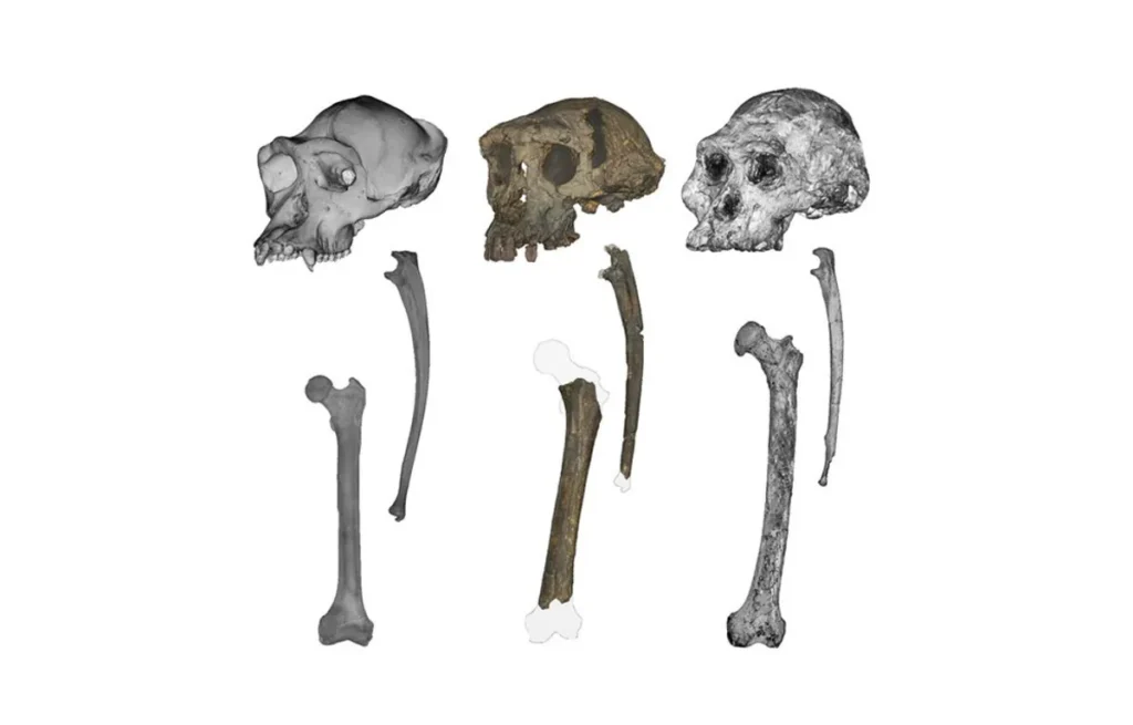 El primer homínido bípedo de hace 7 millones de años pudo ser el primer homínino 1 Crédito de la imagen: Scott Williams/NYU y Jason Heaton/Universidad de Alabama Birmingham