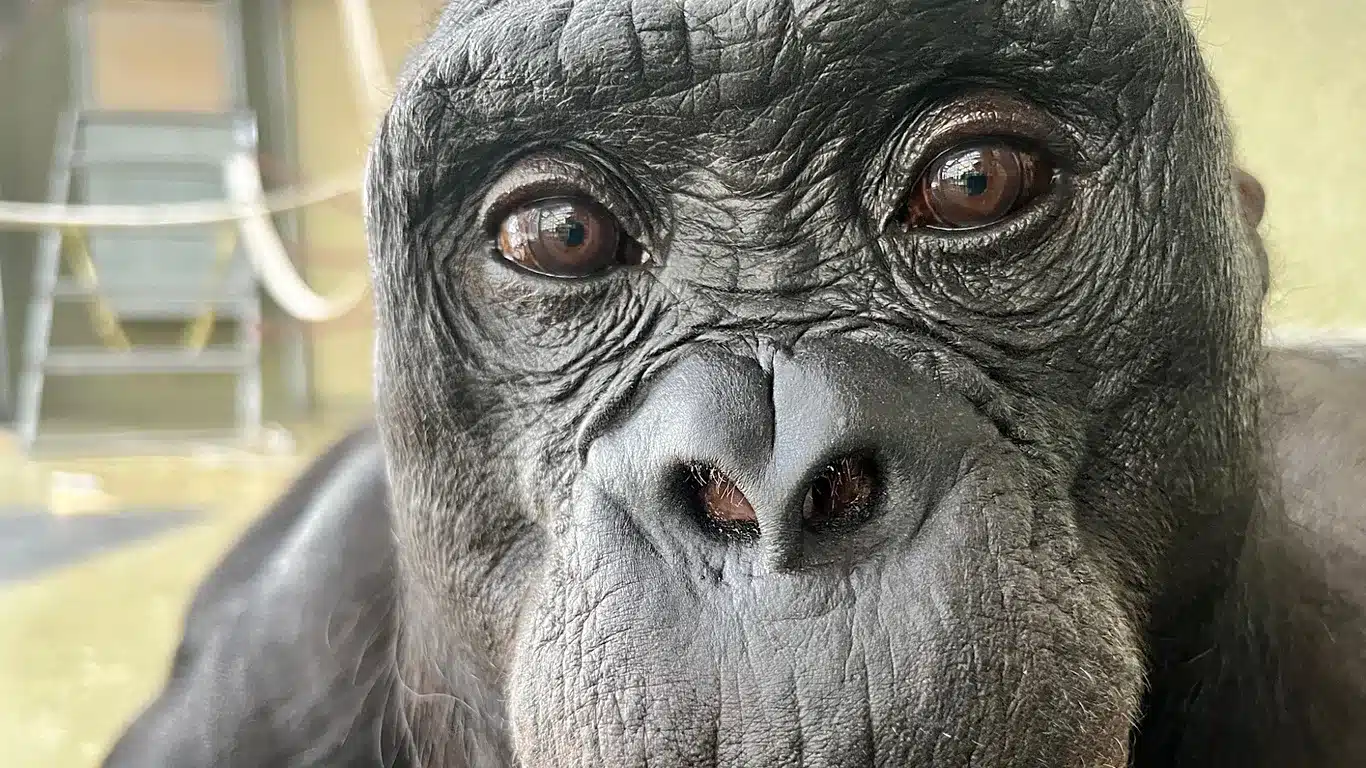 ¿Los animales tienen imaginación? Kanzi el bonobo sí, y además sabe fingir