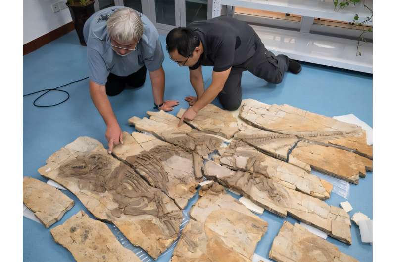 The authors of the study examining the fossil of Haolong dongi at the Anhui Geological Museum in Hefei, China. Credit: Thierry Hubin