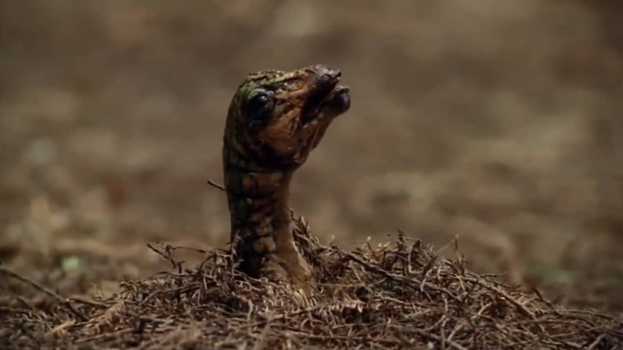 ¿Qué comían los dinosaurios carnívoros del Jurásico? Bebés de dinosaurios