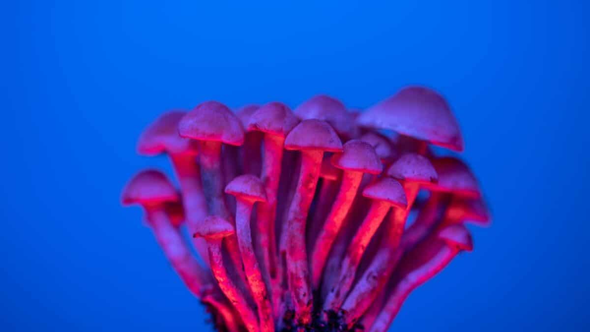 ¿Por qué las setas mágicas tienen psilocibina? No es por lo que creíamos