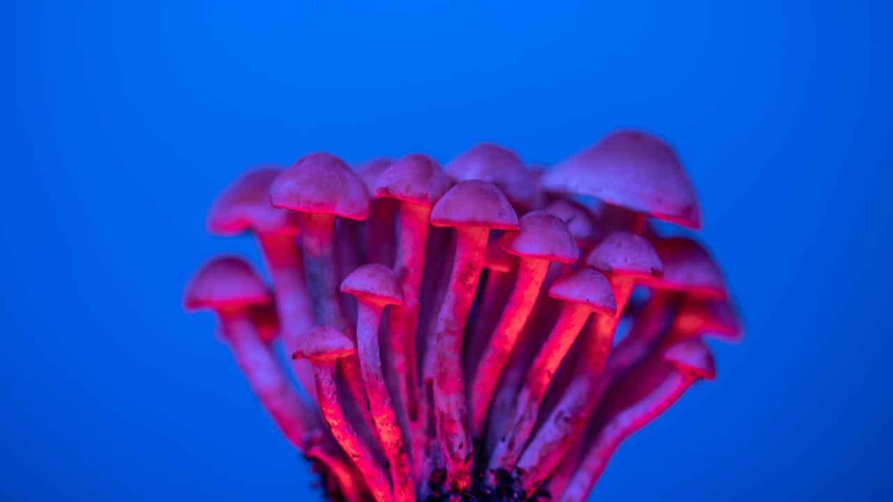 ¿Por qué las setas mágicas tienen psilocibina? No es por lo que creíamos