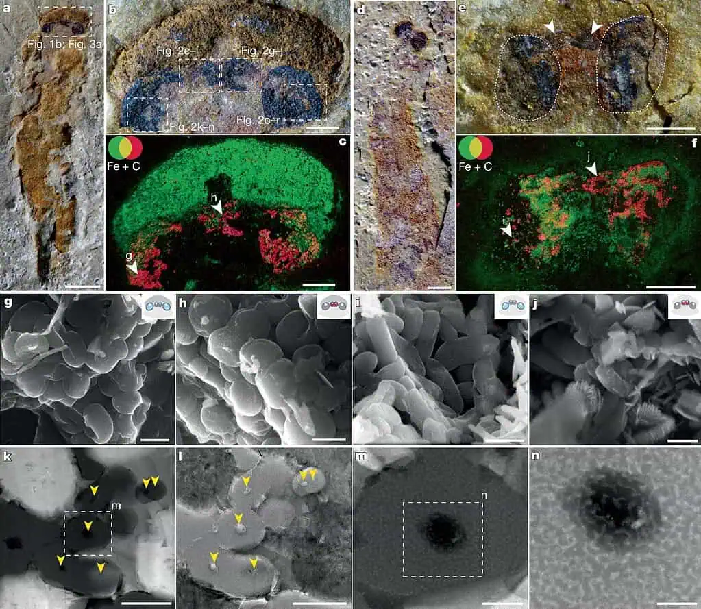 Morfología general de los ojos laterales y el complejo pineal con sus melanosomas conservados en dos especies de Myllokunmingidae de la biota de Chengjiang. Crédito: Nature (2026). DOI: 10.1038/s41586-025-09966-0.