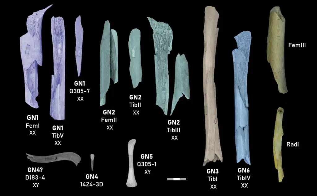 Ejemplares neandertales de la Tercera Cueva de Goyet incluidos en este estudio. Determinación genética del sexo: XX indica hembra, XY indica macho. Los ejemplares pertenecientes al mismo individuo aparecen sombreados con el mismo color.