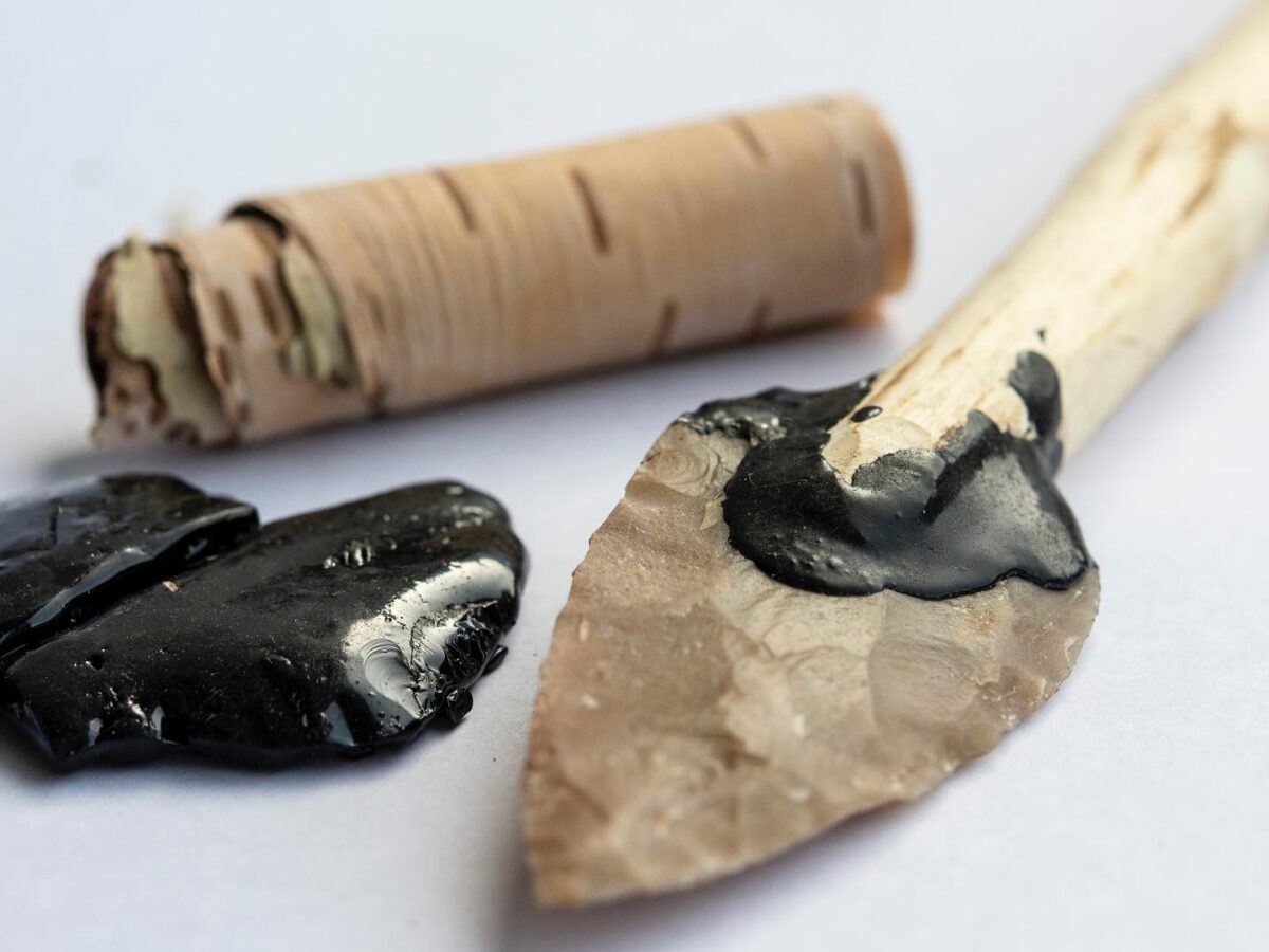 Alquitrán de abedul: la tirita para las heridas de los neandertales