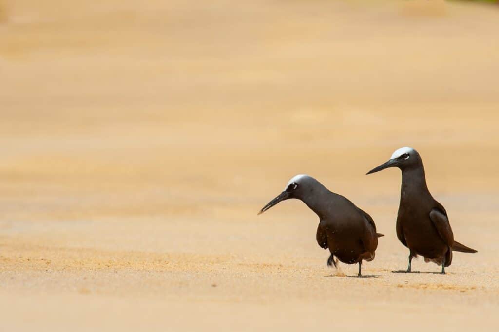 DSC0154 Daniel Montero, investigador y fotógrafo: "El mejor fotógrafo de fauna no es quien más se aproxima"