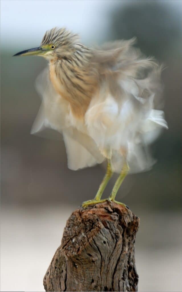 Fotografia 2 Daniel Montero, investigador y fotógrafo: "El mejor fotógrafo de fauna no es quien más se aproxima"