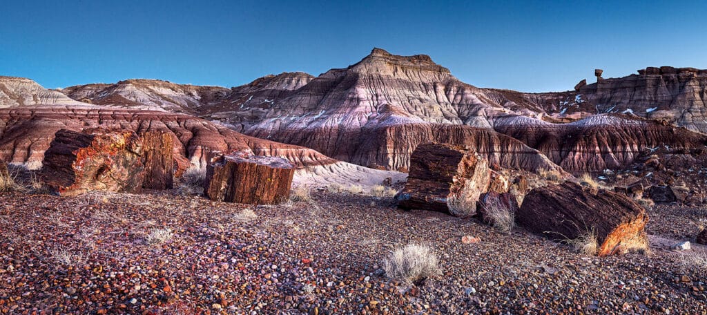 petrified forest