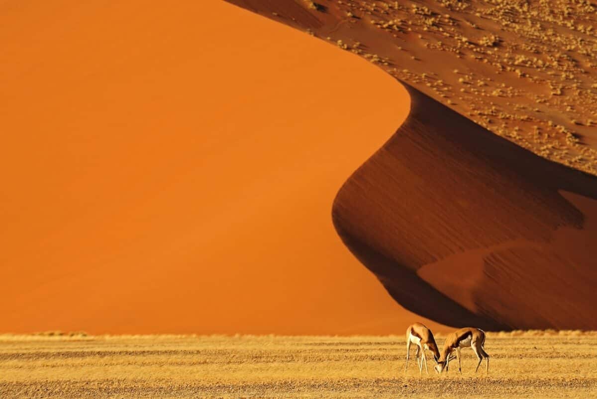 Daniel Montero, investigador y fotógrafo: «El mejor fotógrafo de fauna no es quien más se aproxima»