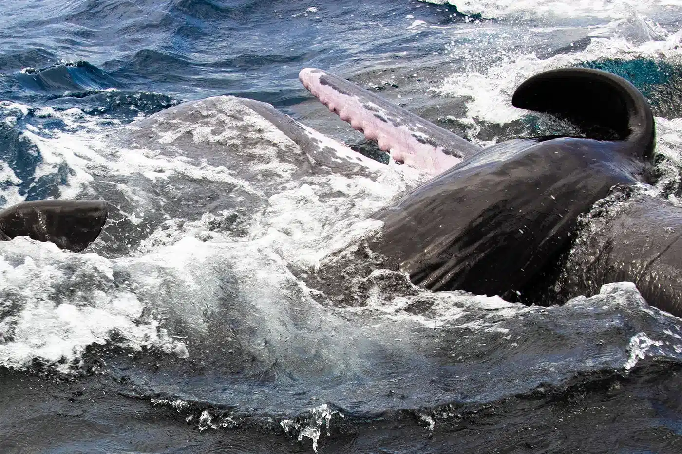Para asegurarse de que la cría no se hunda al nacer, ambos ejemplares colaboran para lanzarla hacia la superficie, formando una especie de balsa improvisada con sus cuerpos para mantenerla a flote. Crédito de la foto: Proyecto CETI