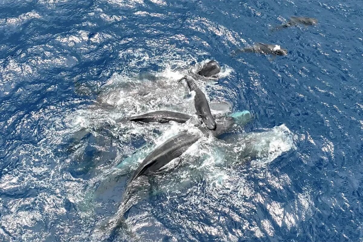 Cómo es el parto de una ballena: capturado por primera vez en vídeo en cachalotes con drones