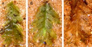 El musgo que logró resolver un crimen 