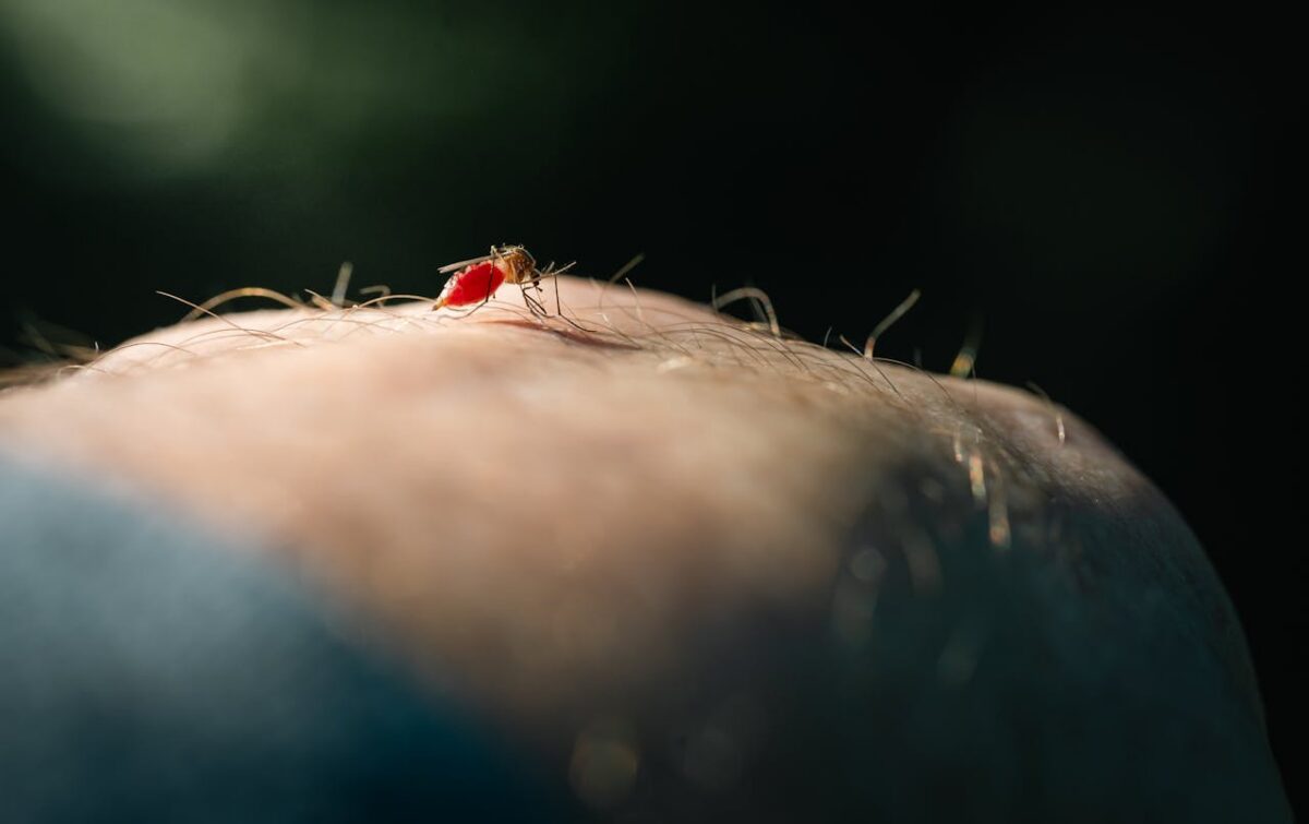 Los mosquitos pican hasta que están hartos, en su ano está la clave para que dejen de picar