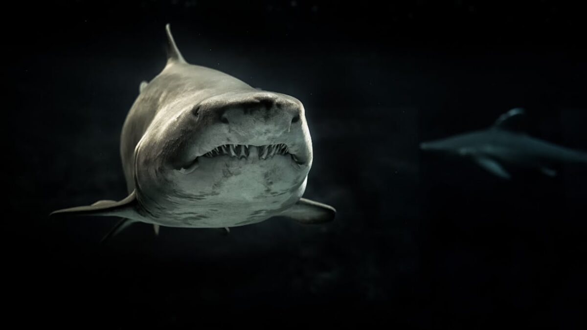 ¿Pueden los tiburones toro ser amistosos? (entre ellos)