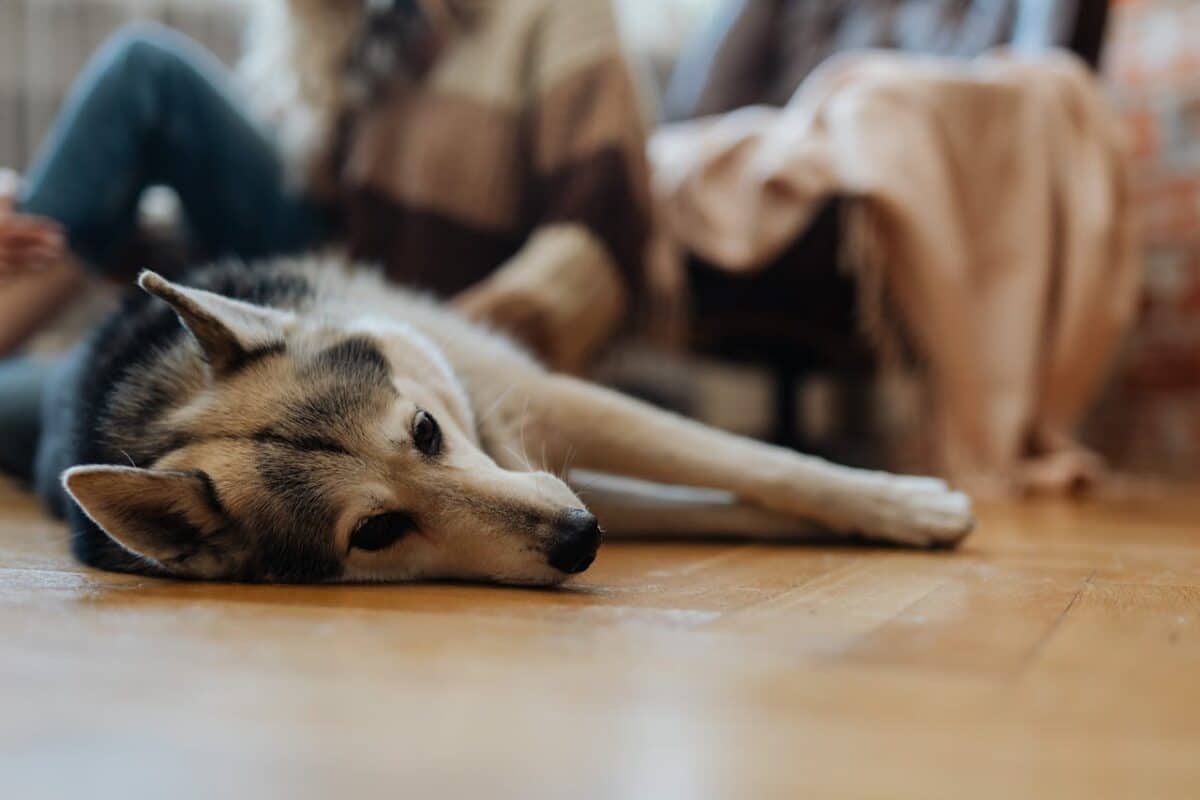 Perros en la Edad de Hielo: el origen del mejor amigo del hombre 