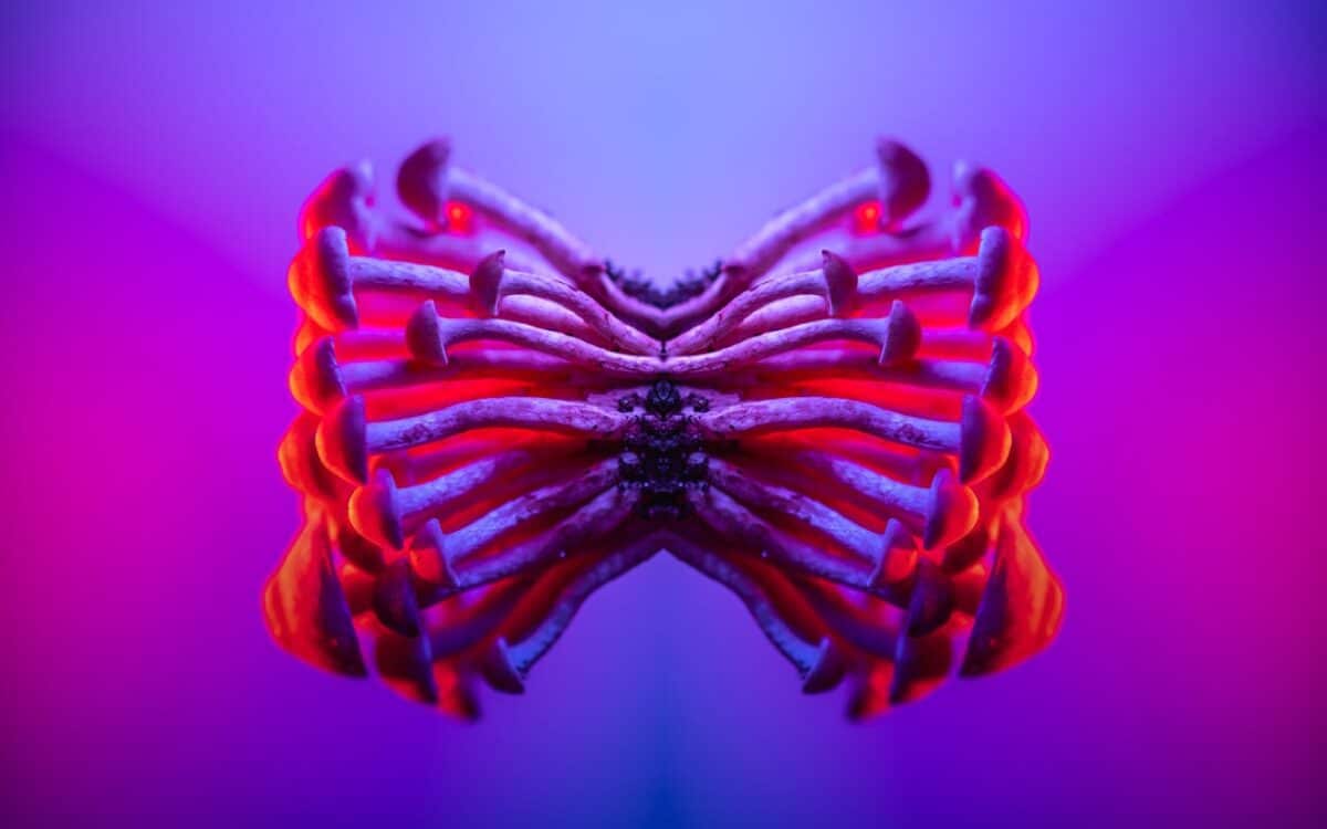 La psilocibina de las setas mágicas cura el TOC