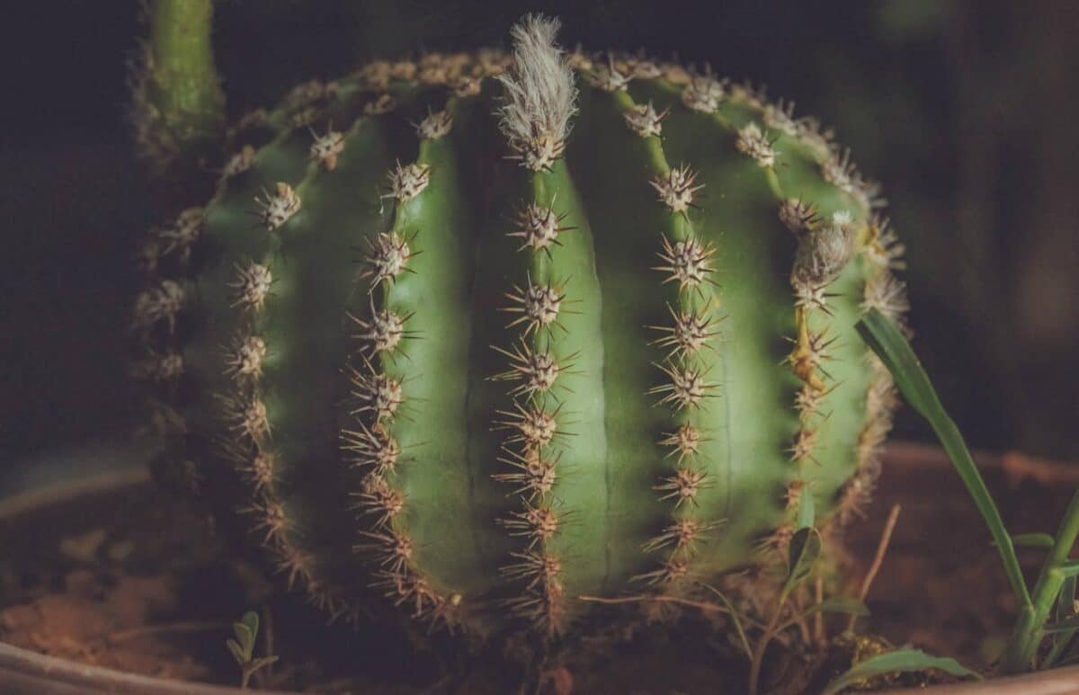 Las flores de los cactus nos enseñan cómo sobrevivir al cambio climático 