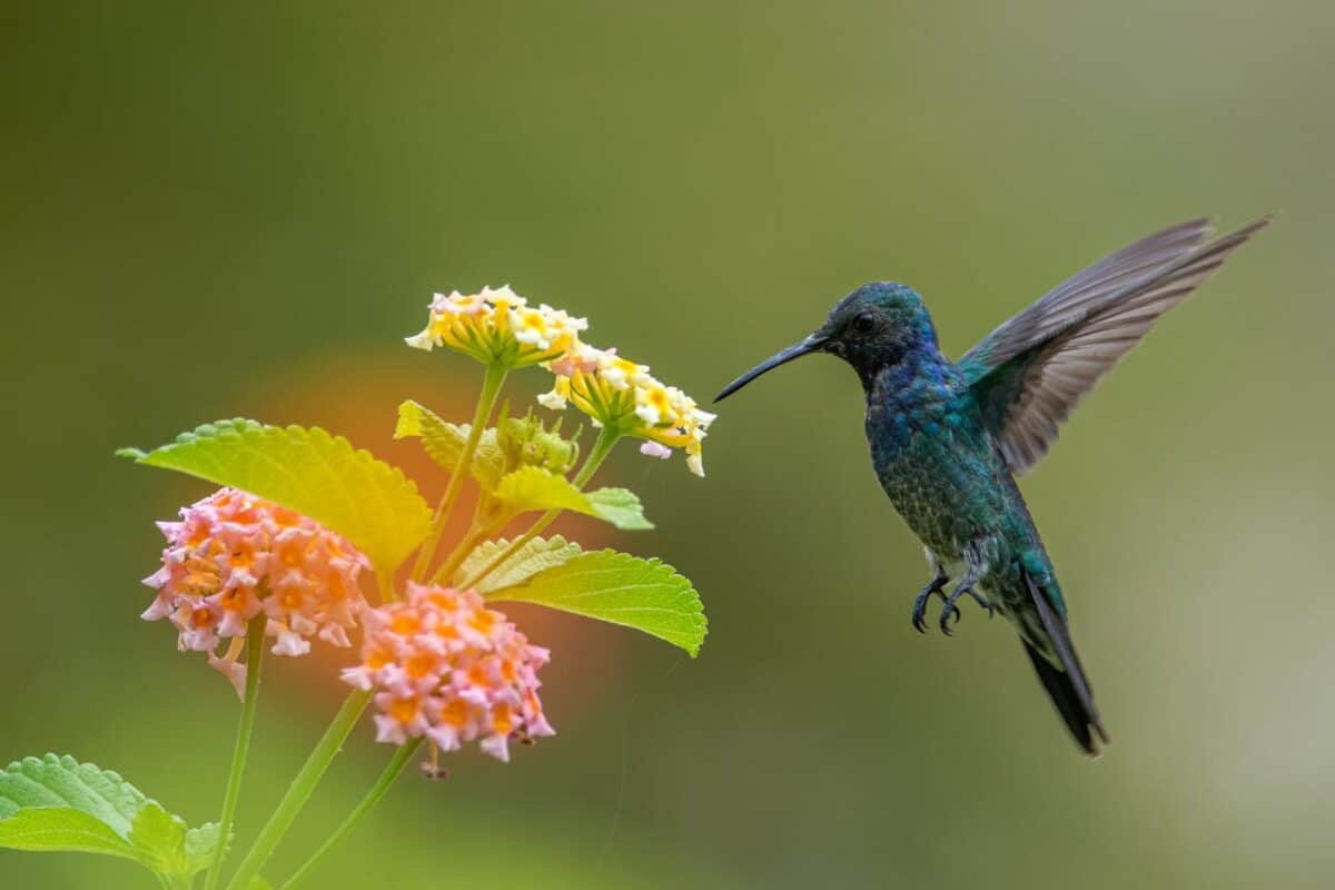 Animales que se emborrachan: los colibríes también le pegan