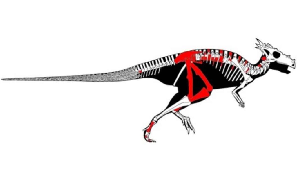 Elementos conservados de un paquicefalosaurio juvenil (CMNFV 22039) – Diagrama esquelético ©Journal of Vertebrate Paleontology