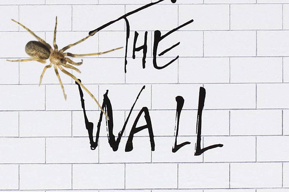 Pink Floyd: la araña rockera descubierta en Colombia