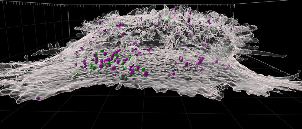 Reconstrucción en 3D de una célula T CD8 activada, fijada criogénicamente y expandida. La imagen muestra la membrana plasmática en gris transparente y los gránulos líticos que contienen granzima B en verde y perforina en magenta. © F. Lemaitre @ UNIGE