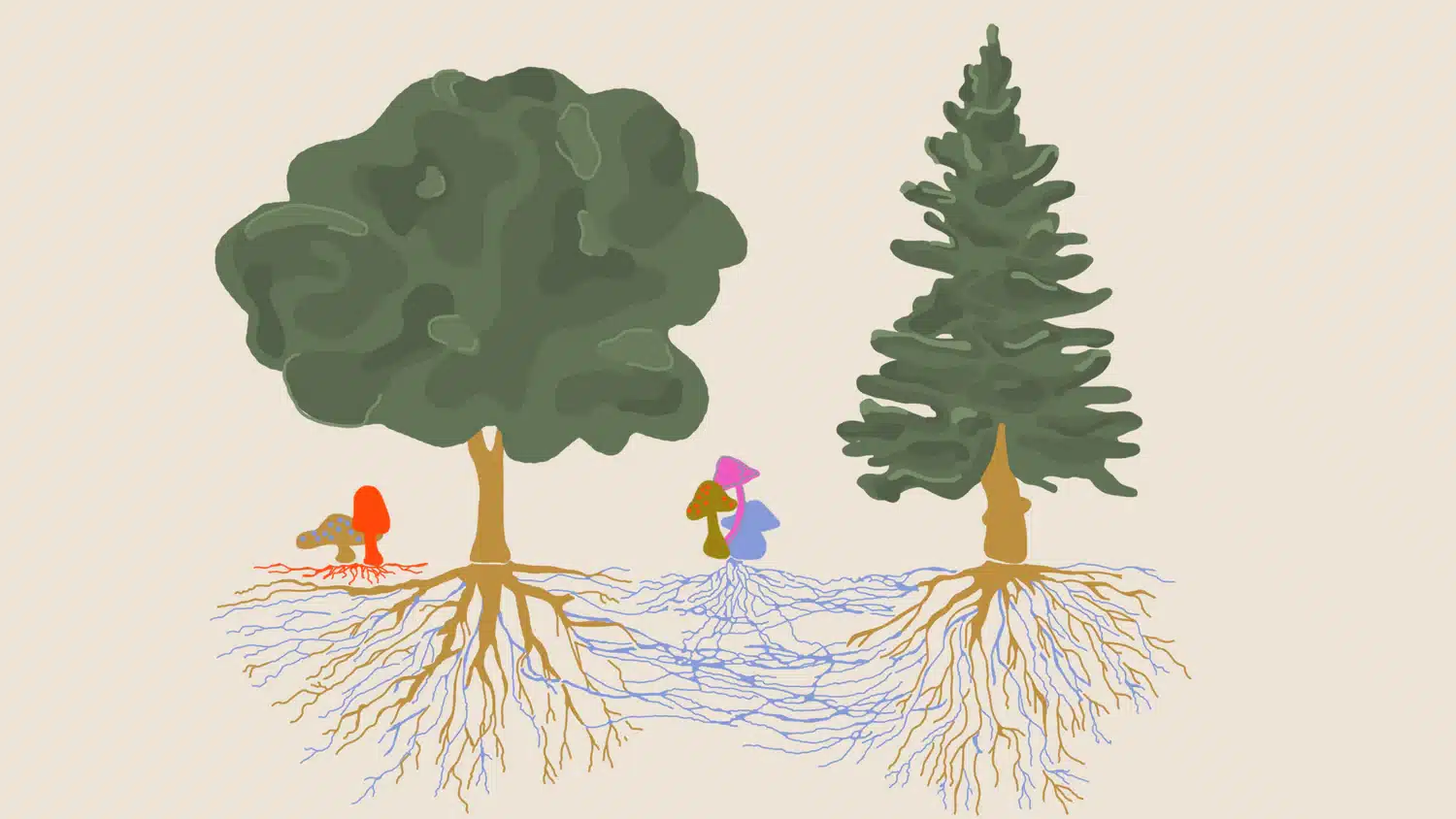 El sistema de comunicación de los hongos: cuidado con el árbol donde orinas 1 Red de comunicación de hongos a través del micelio. Imagen: Rainbo