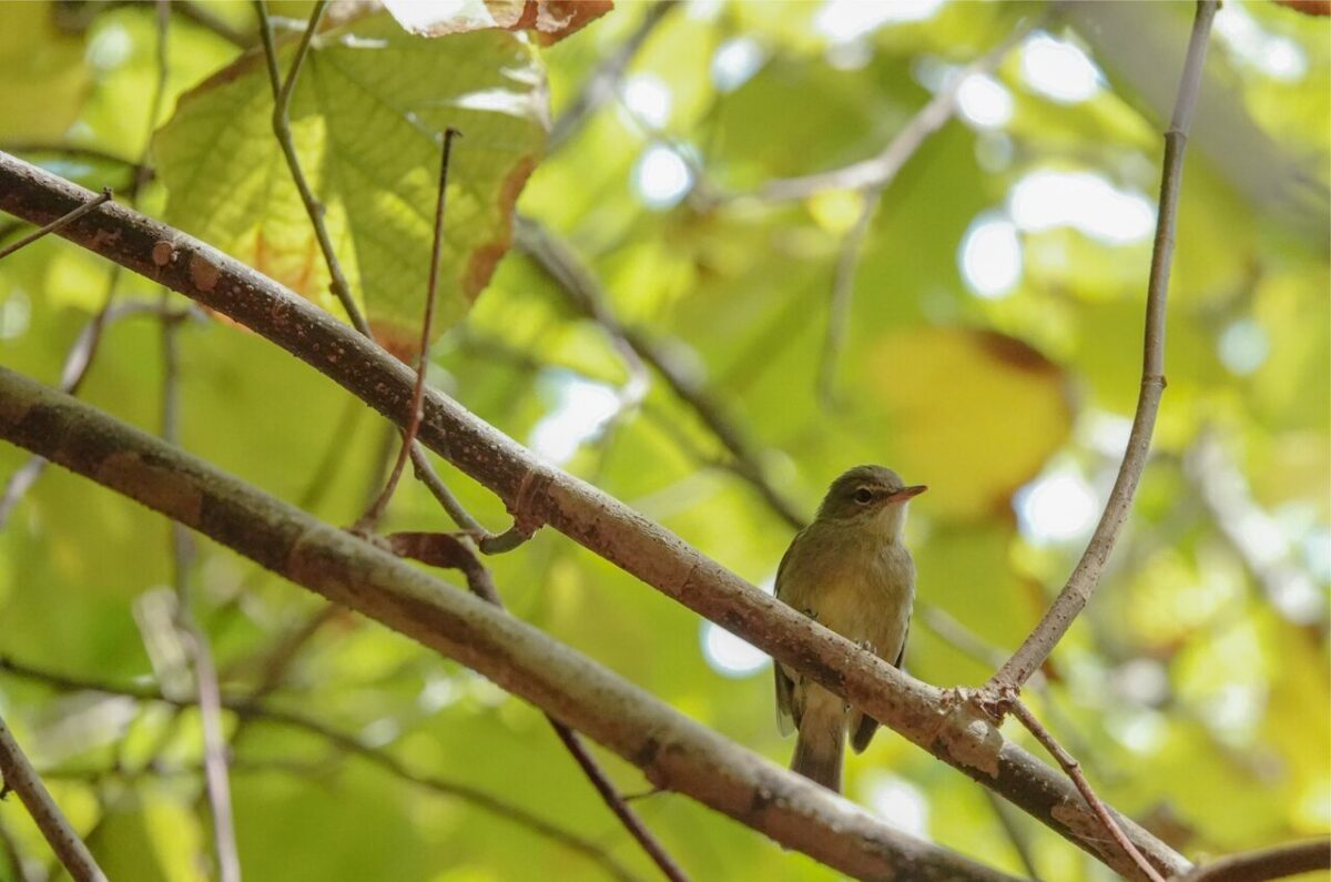 ¿Tus compañeros de piso te están cambiando la microbiota intestinal? Pregunta a los pájaros de las Seychelles