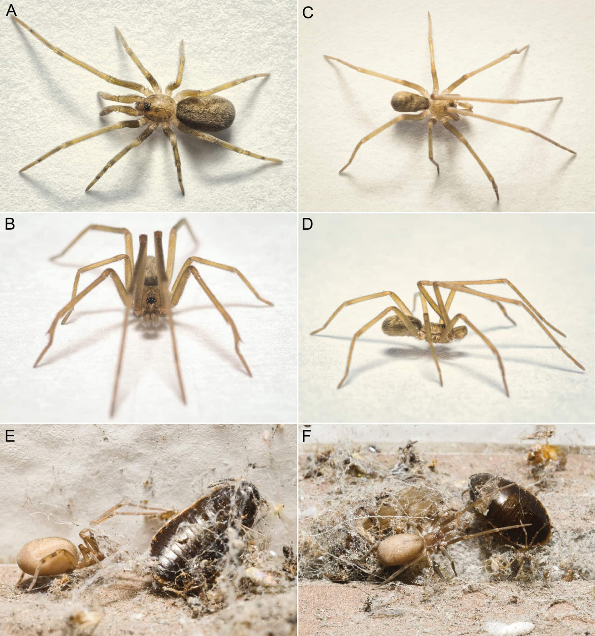 Pikelinia floydmuraria - Investigación de Tolima, Colombia