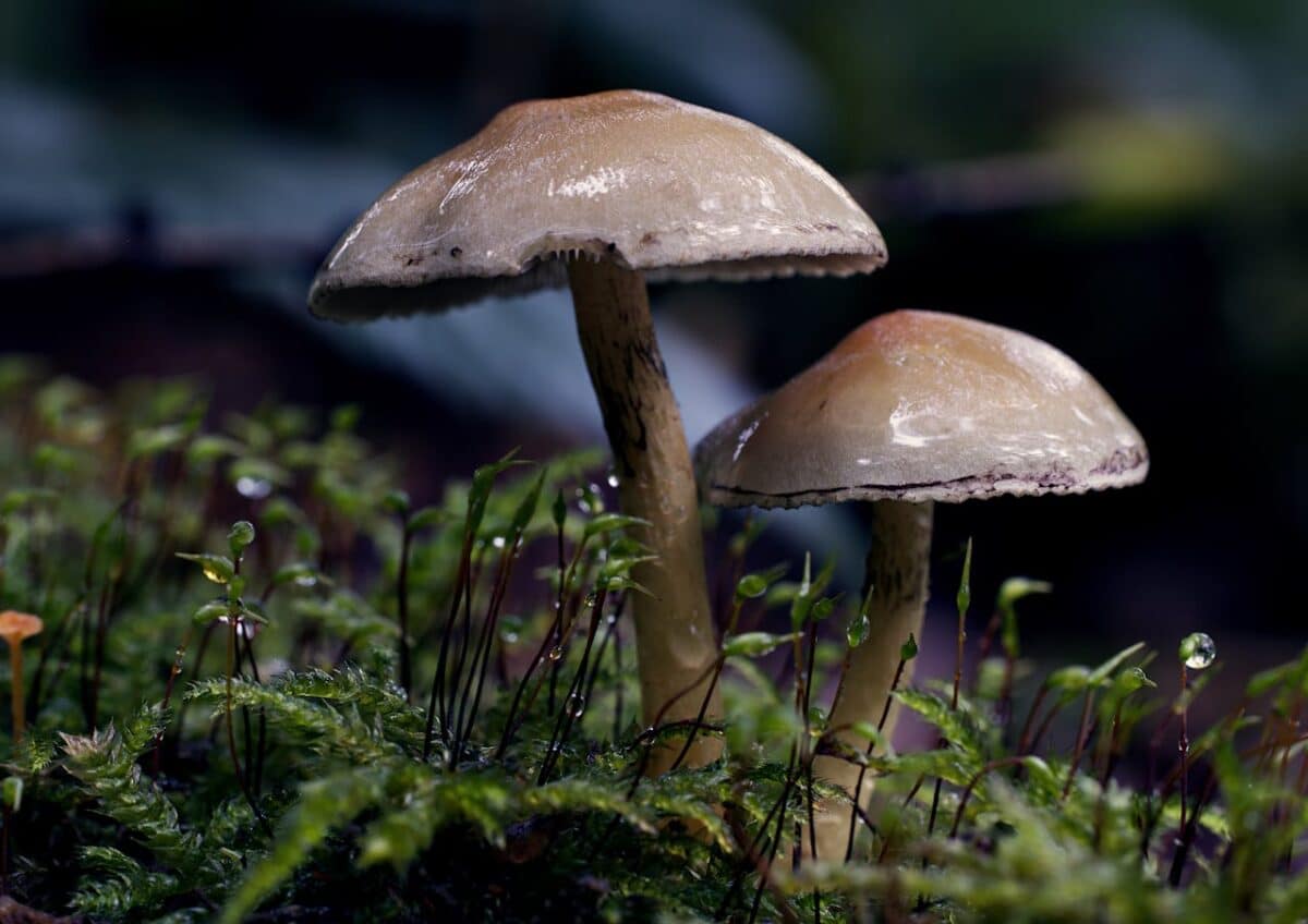 El sistema de comunicación de los hongos: cuidado con el árbol donde orinas