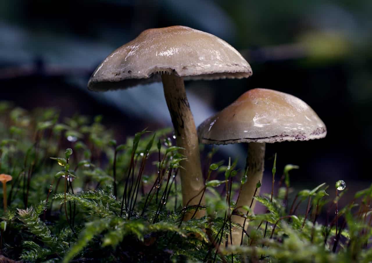 El sistema de comunicación de los hongos: cuidado con el árbol donde orinas