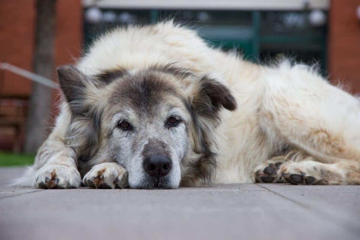 Una pastilla que puede alargar la vida a los perros: la ciencia para que nuestros mejores amigos vivan más y mejor 