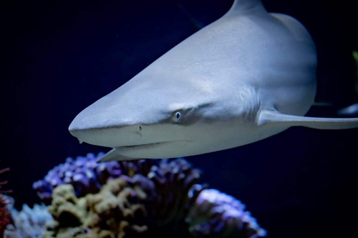 ¿Hay peces de sangre caliente? Esto es lo que puede ocurrirles a atunes y tiburones