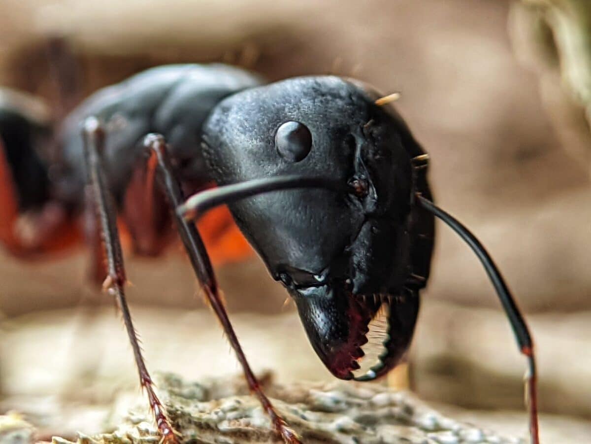 Así funciona el contrabando de insectos: incautan más de 2.000 hormigas protegidas vivas en Nairobi