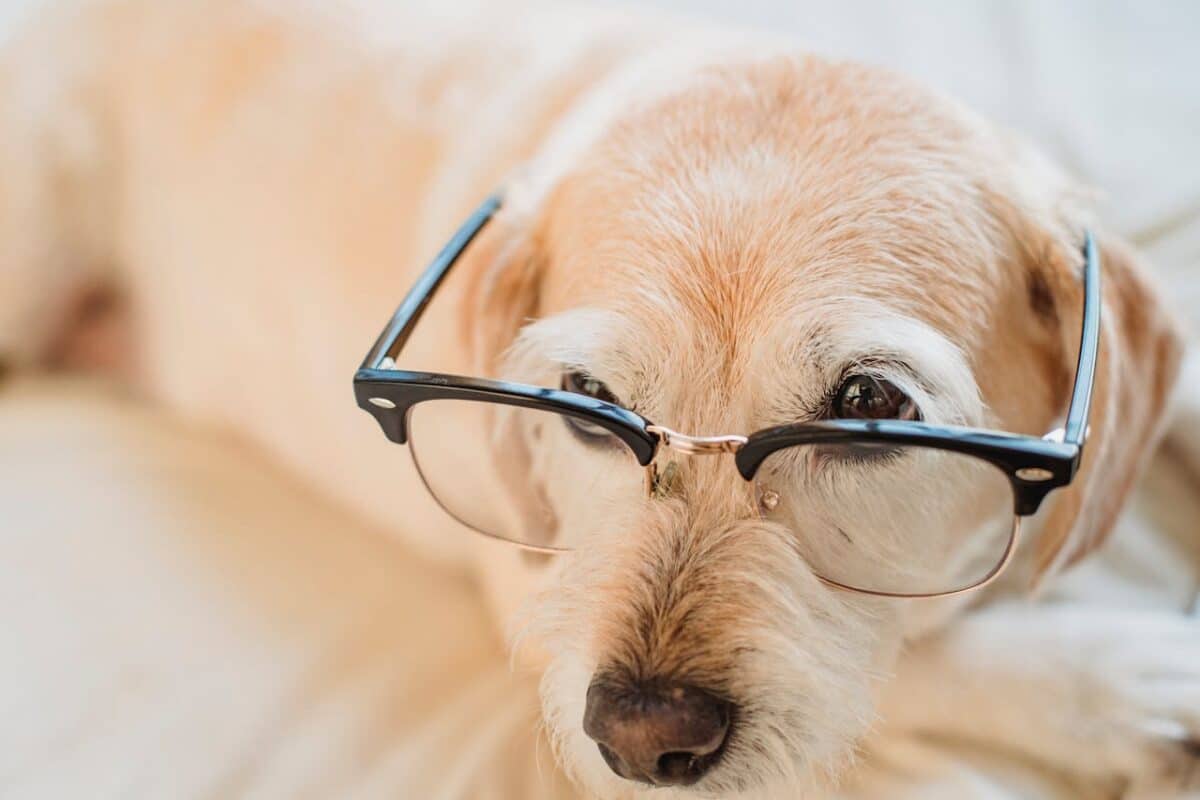 ¿Cómo hablar con los animales? Usa la IA