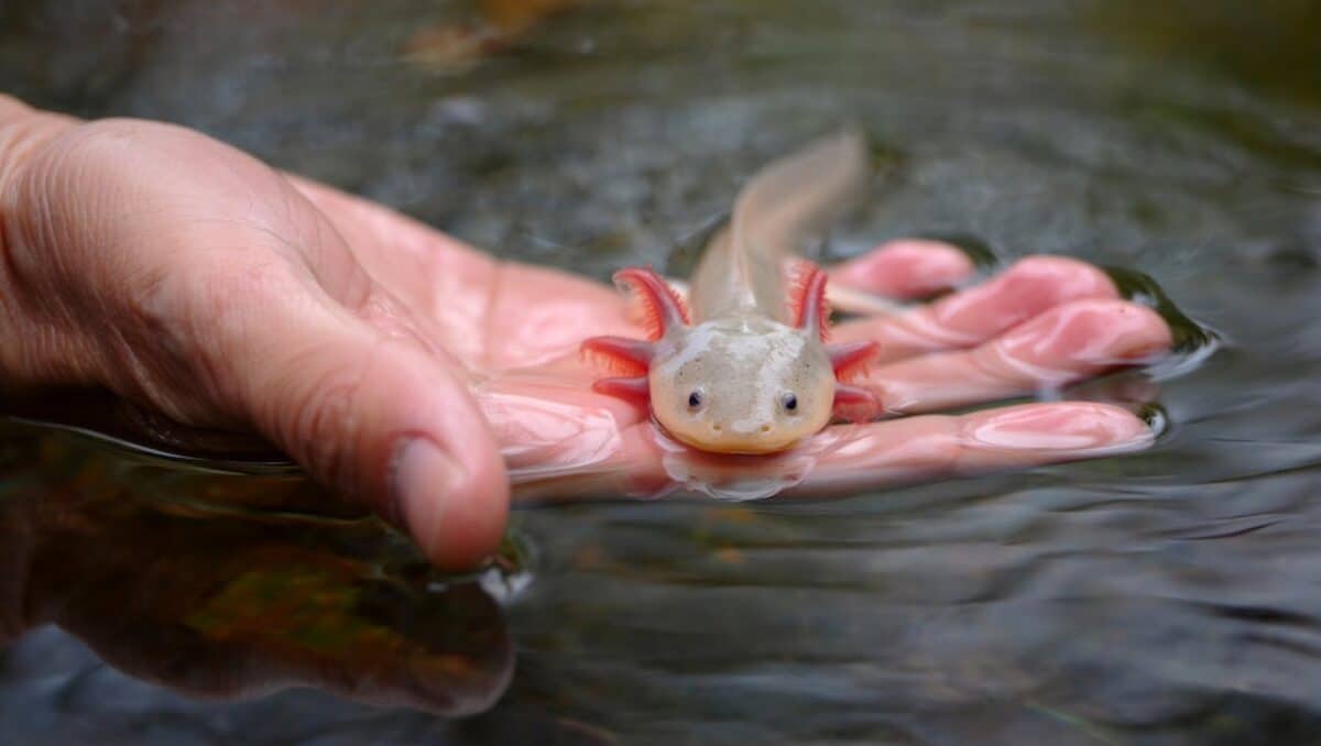 Un gen del axolotl, la salamandra mexicana que sonríe, podría regenerar extremidades humanas